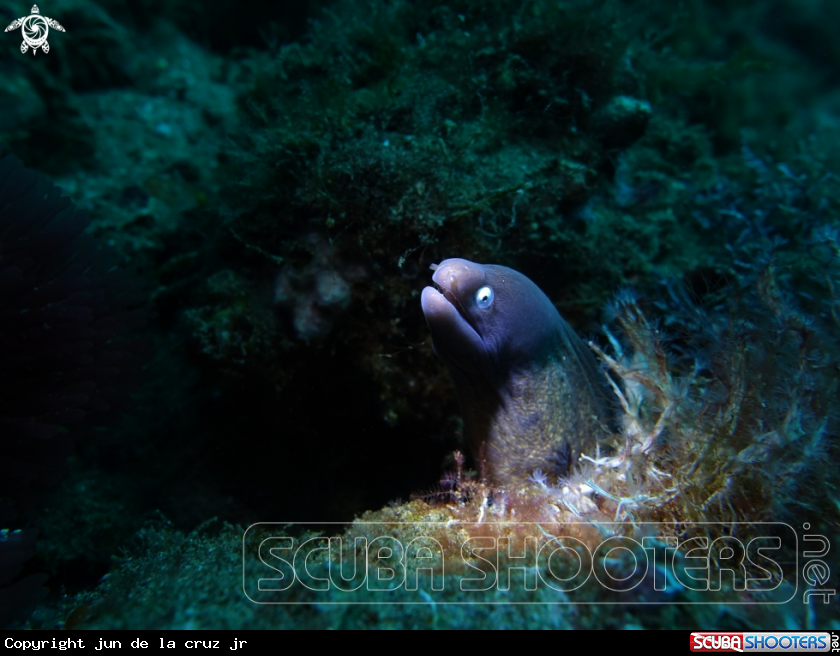 A white eyed moray