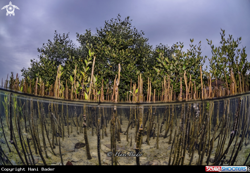 A Mangrove