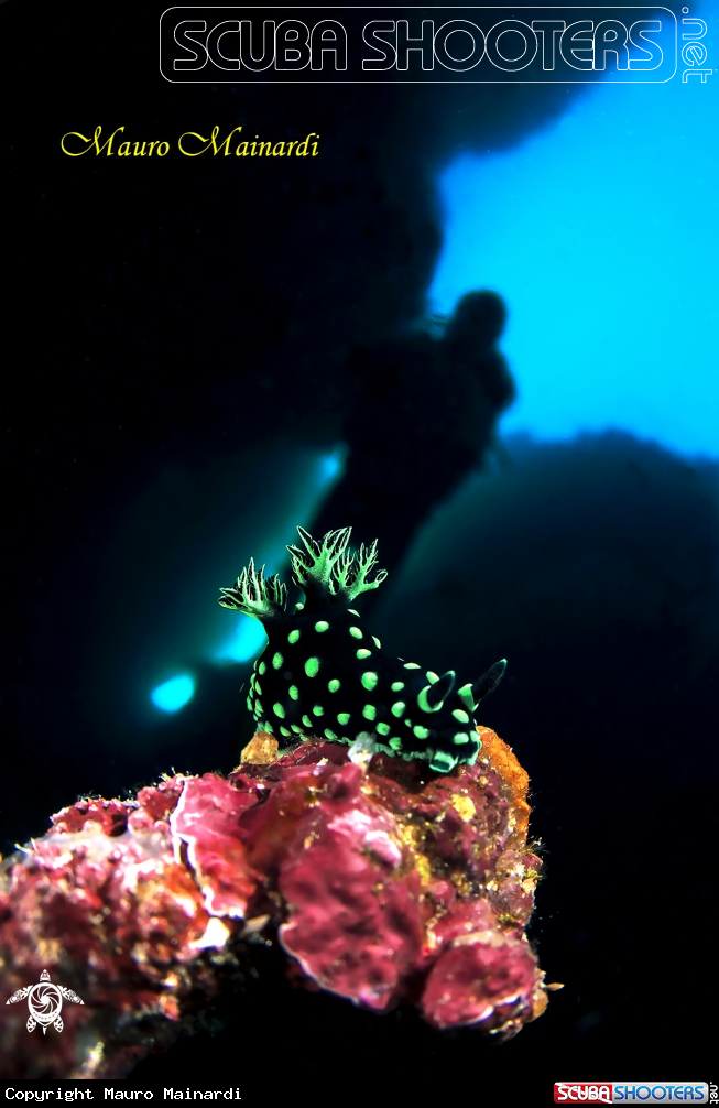 A Nudibranch