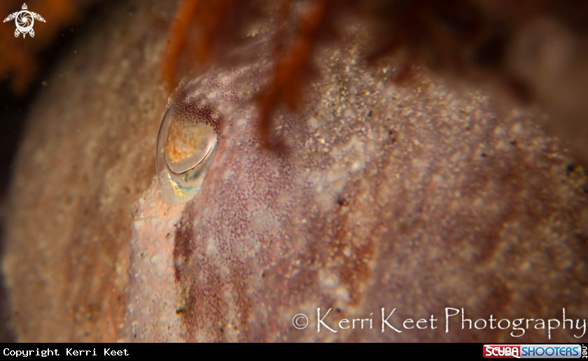 A cuttlefish
