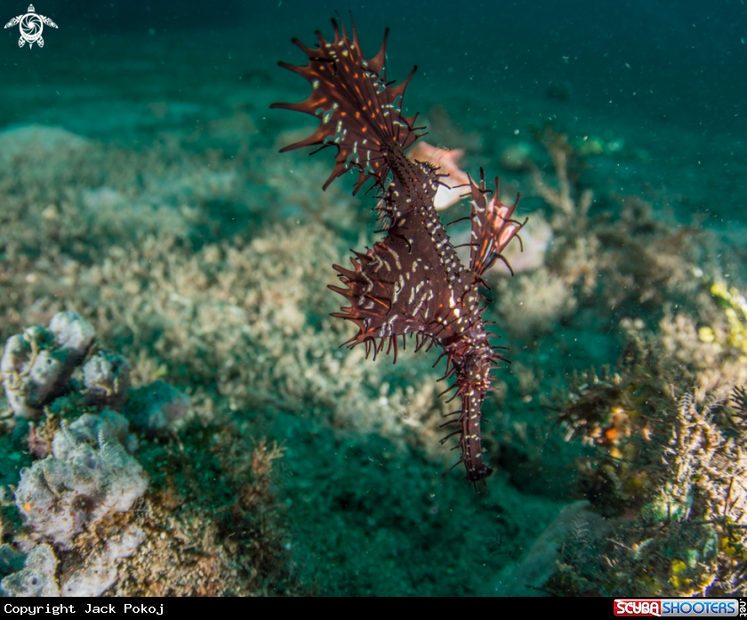 A Ornate ghost pipefish