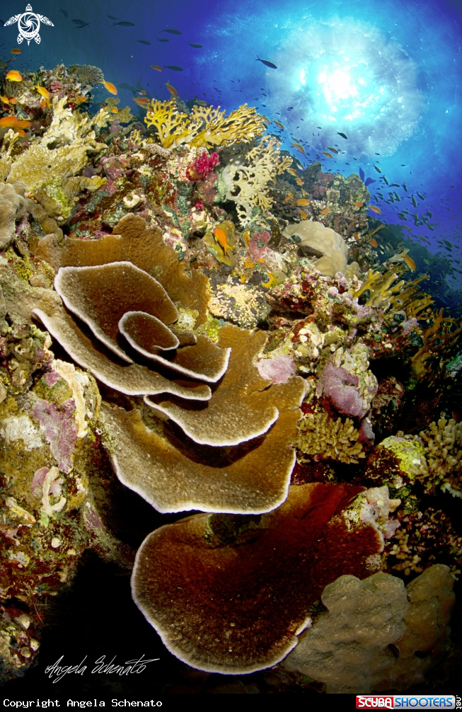 A Reef