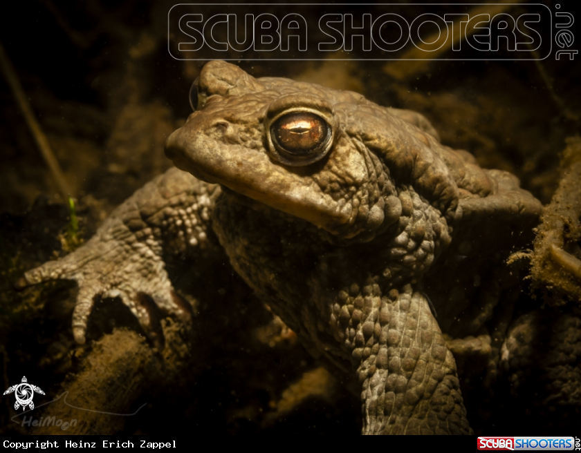 A Erdkröte (Bufo bufo)