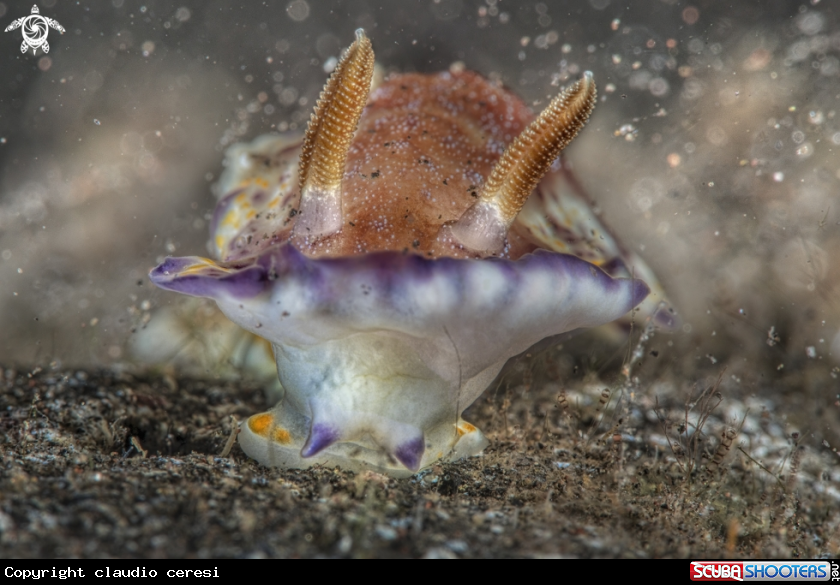 A nudibranch