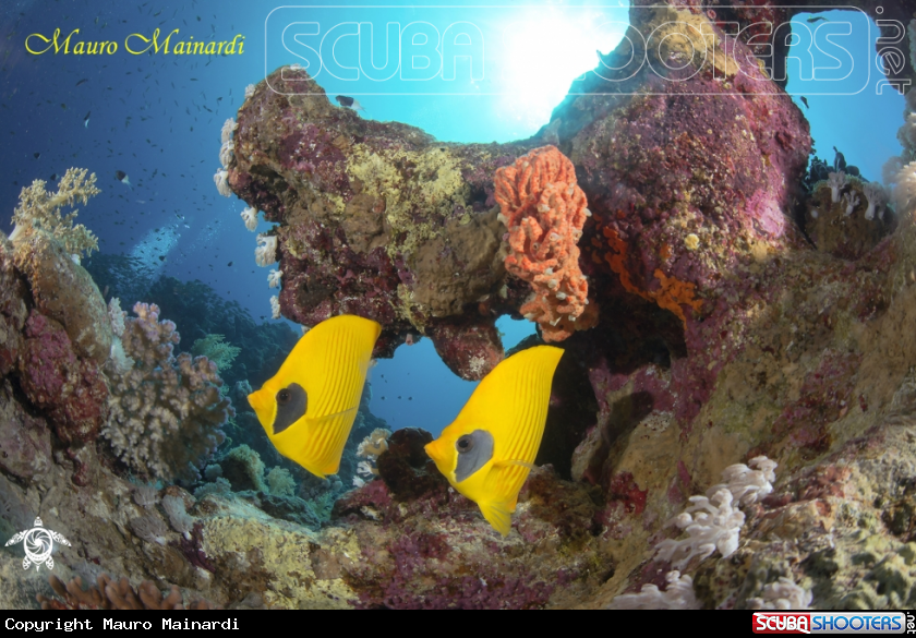 A Butterfly fish