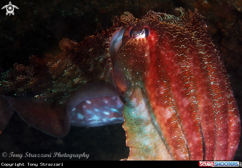 A Giant Cuttle