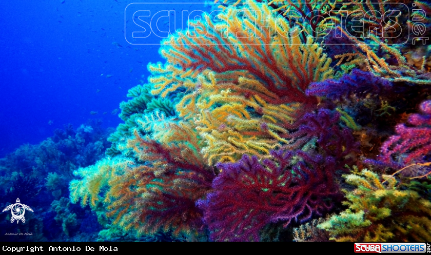 A Gorgonia