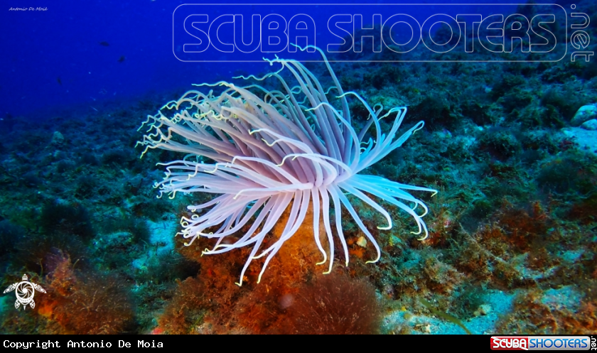A Cerianthus