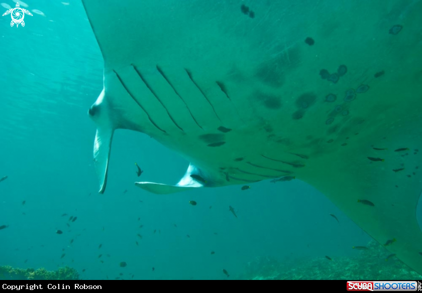 A manta ray