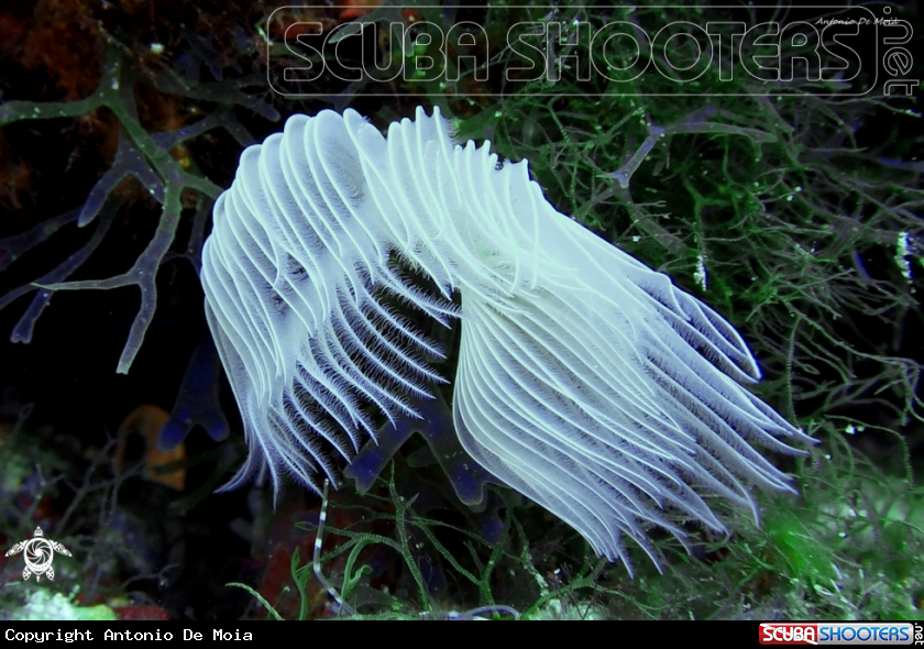 A Protula tubularia