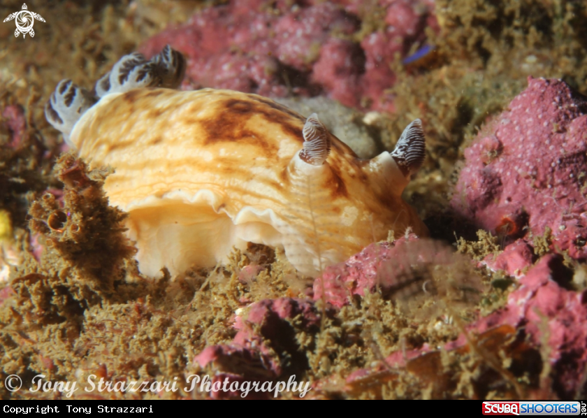 A Pancake Aphelodoris
