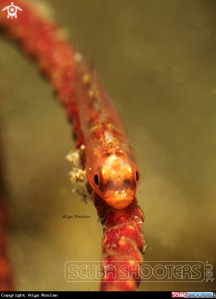 A Goby