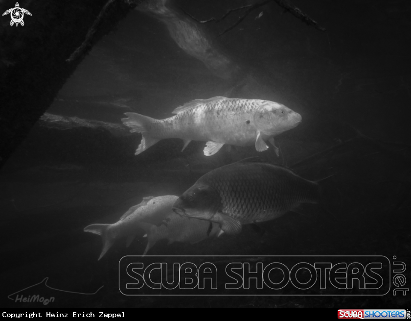 A Karpfen (Cyprinus carpio)