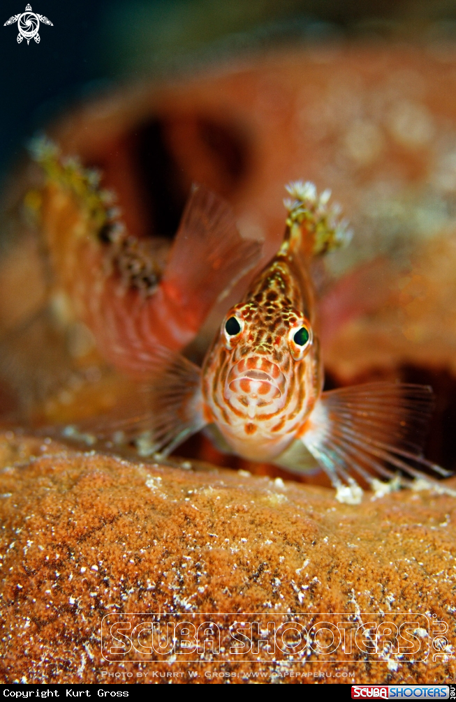 A Hawk Fish