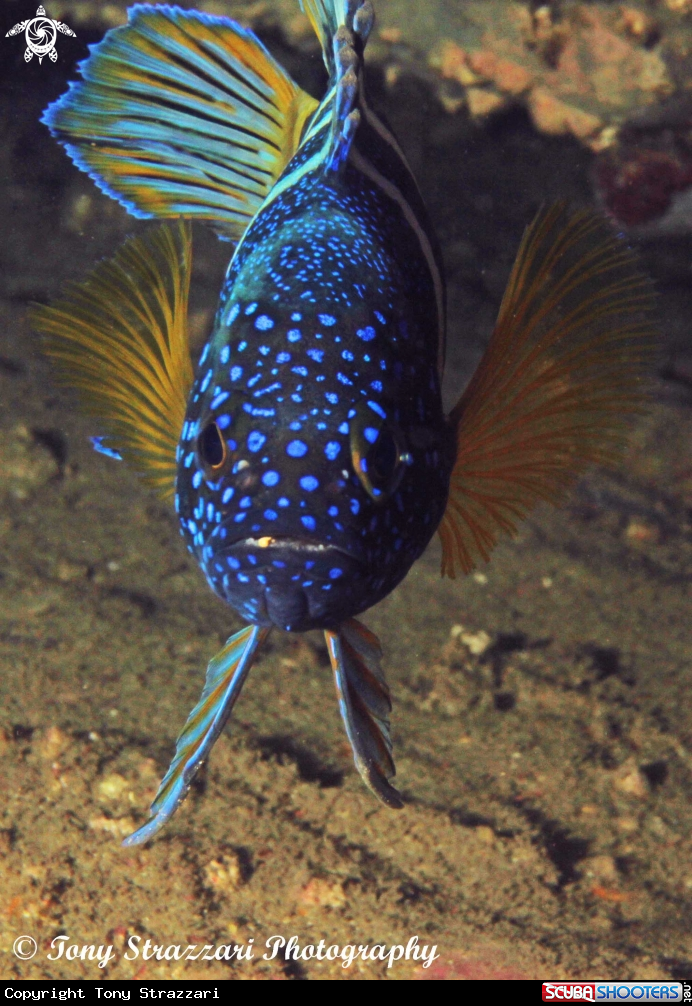 A Eastern Blue Devilfish