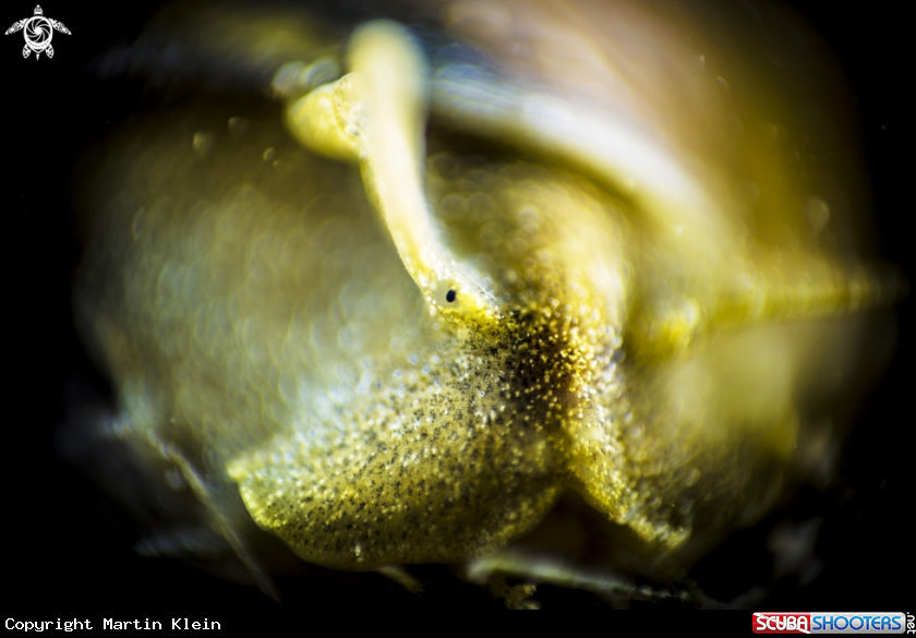 A Great pond snail