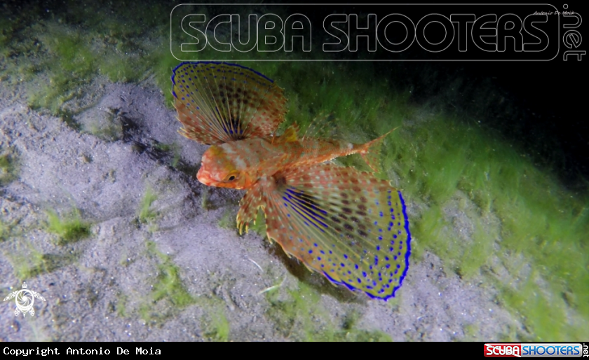 A Pesce civetta