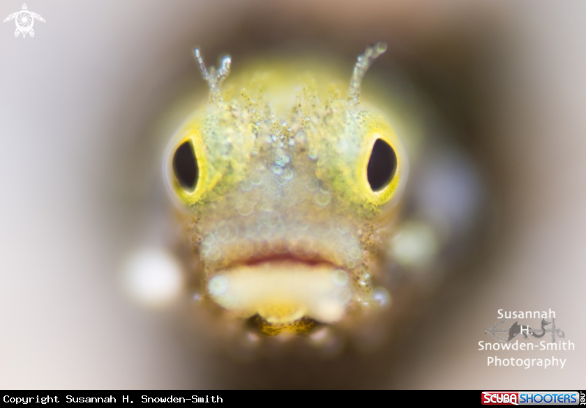 A Secretary Blenny
