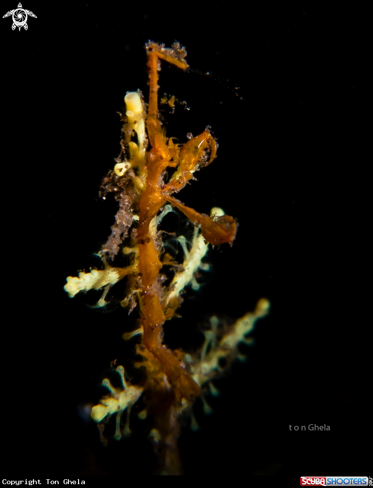 A Skeleton Shrimp