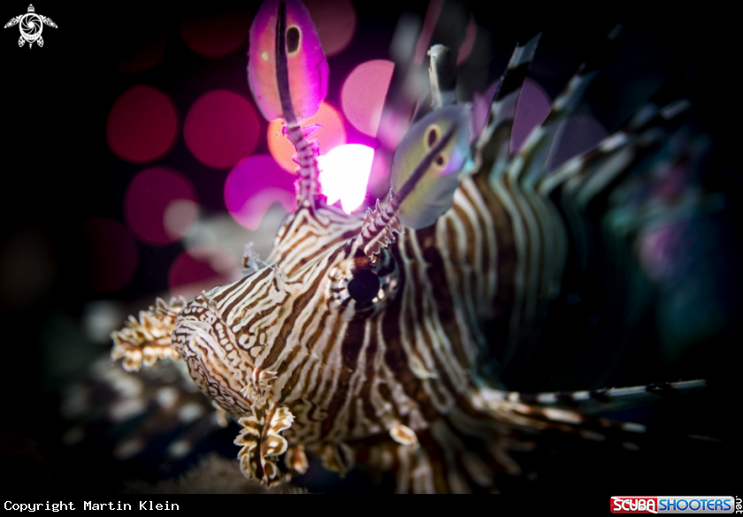 A Fire fish