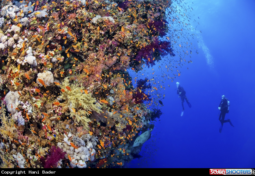 A soft coral