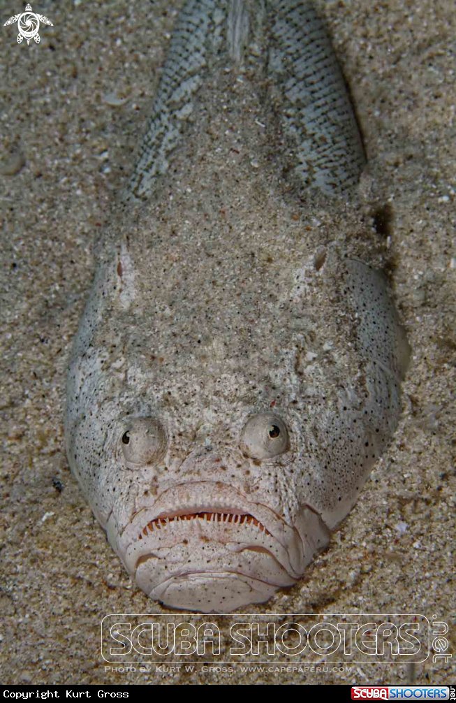 A Stargazer