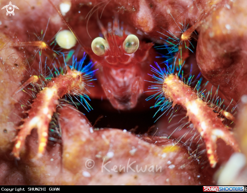 A Helmet Crab