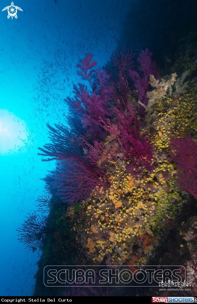 A Paramuricea clavata & Parazoanthus Axinellae