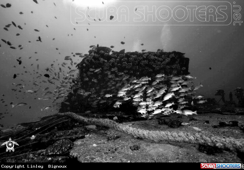 A Jebedah  Shipwreck Mauritius