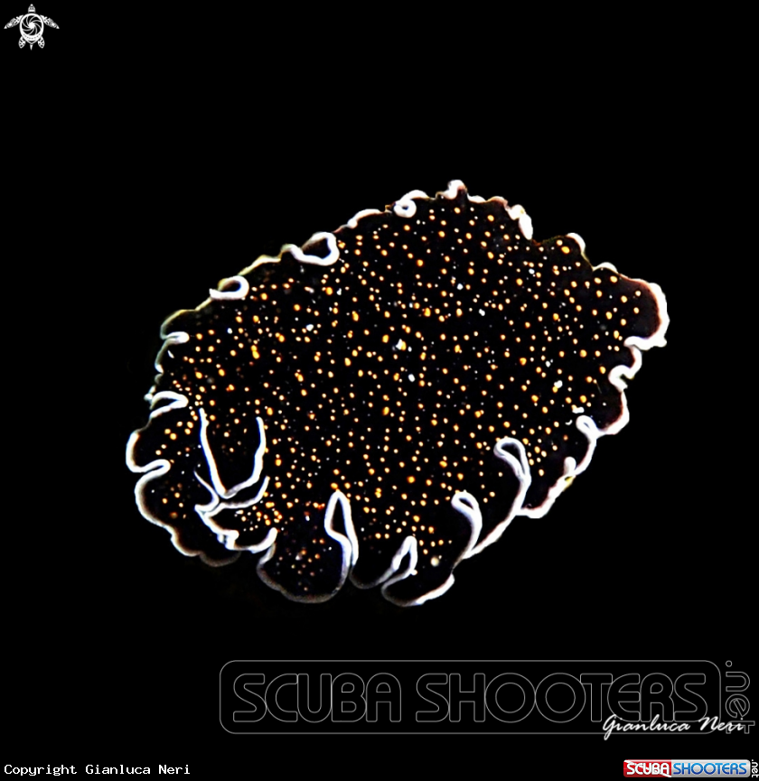 A Flatworm