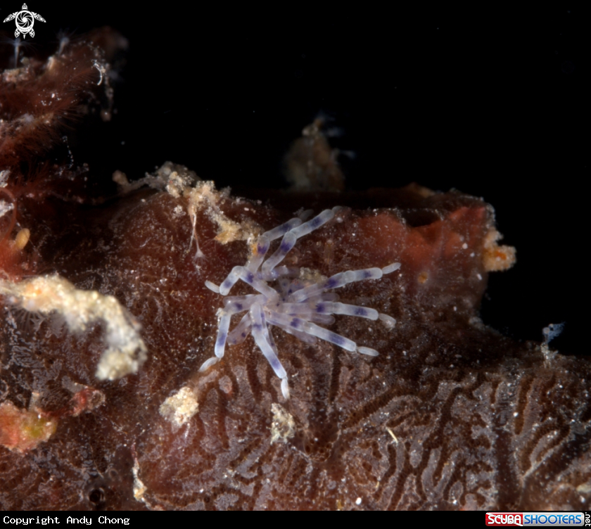 A underwater creature