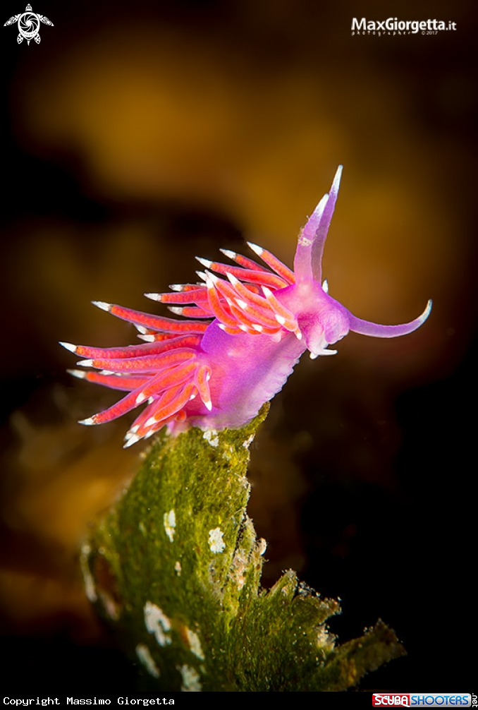 A flabellina