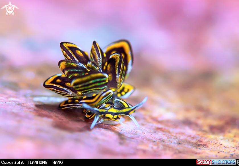 A nudibranch