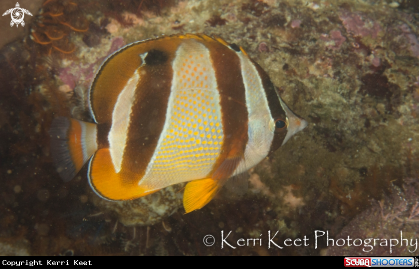 A Butterfly fish