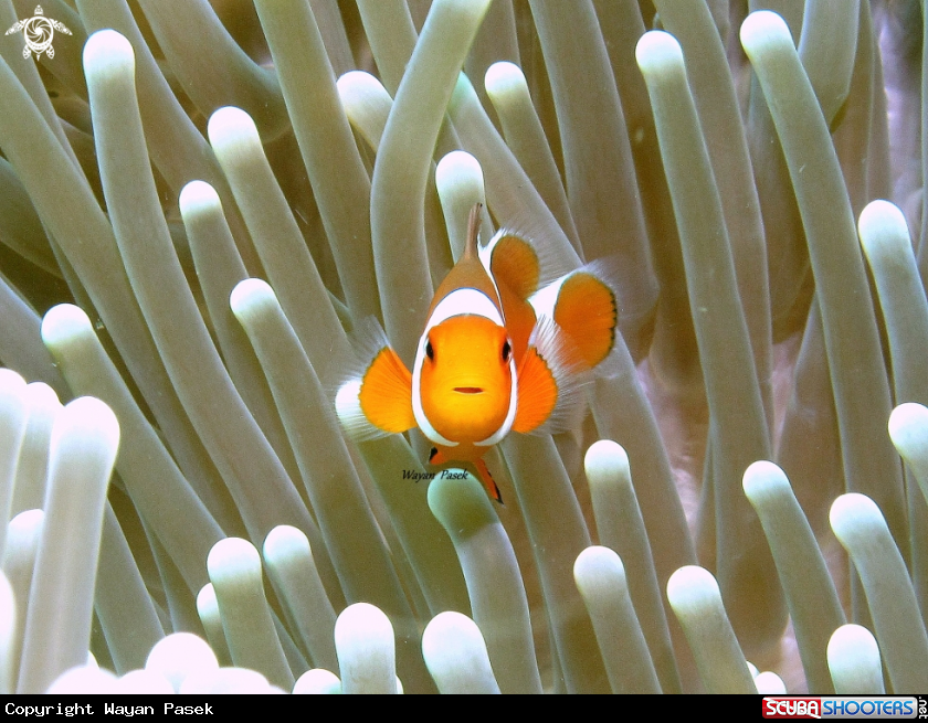 A Anemonefish