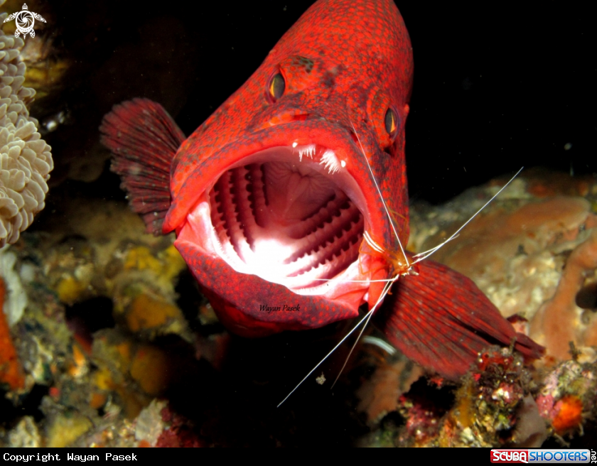 A Grouper