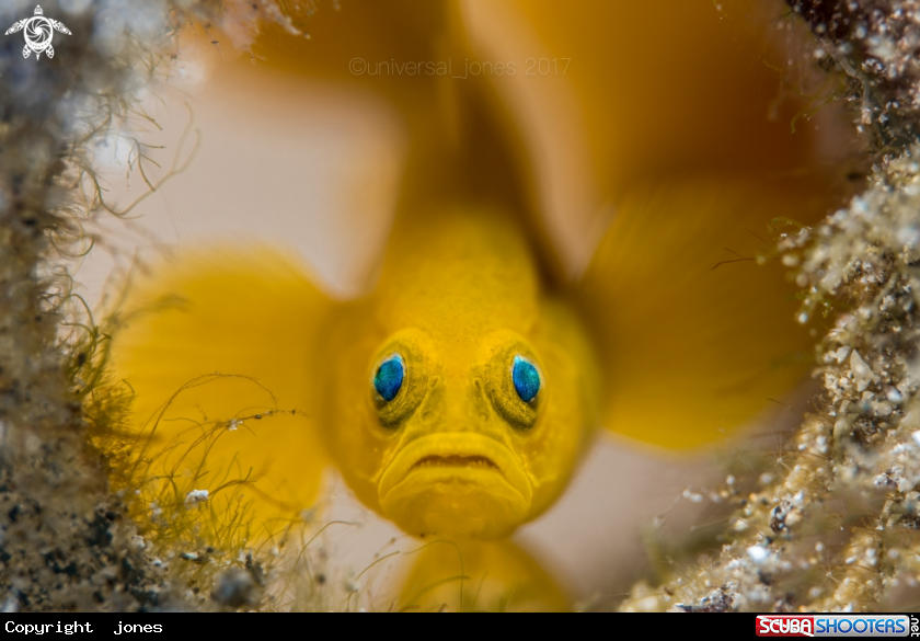 A Yellow Pygmy Goby