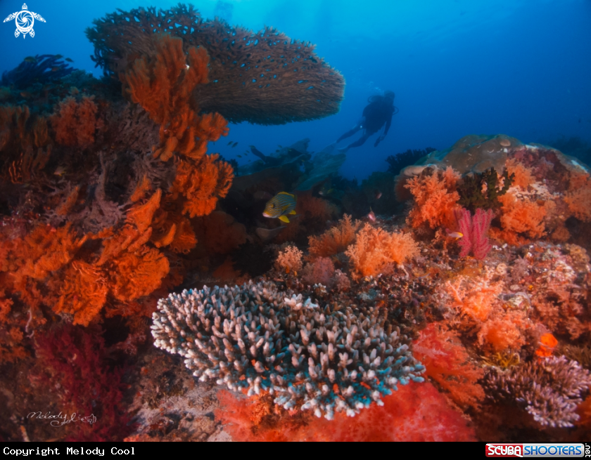A Coral 