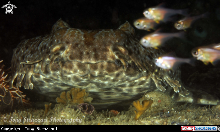 A Ornate Wobbegong