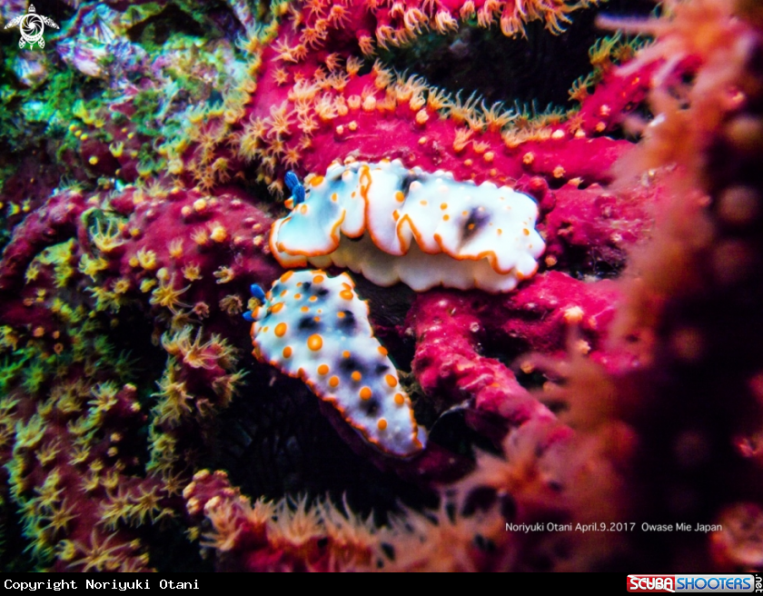 A Nudibranch 