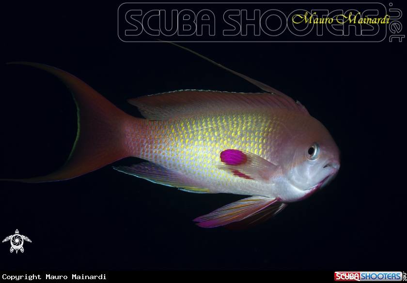 A Anthias male