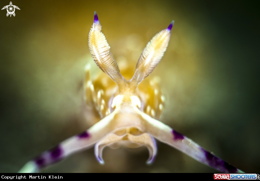 A Nudibranch