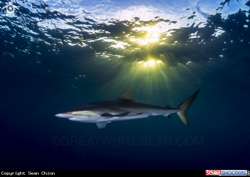 A Silky Shark