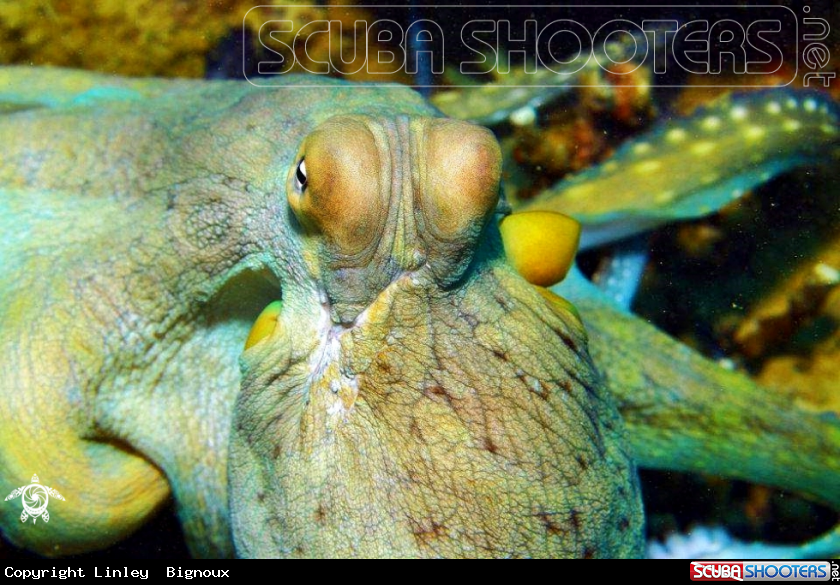 A Octupus Balaclava Mauritius,Republic of Mauritius