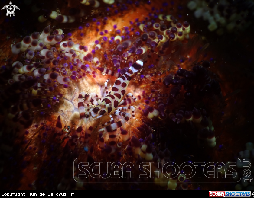A coleman shrimp