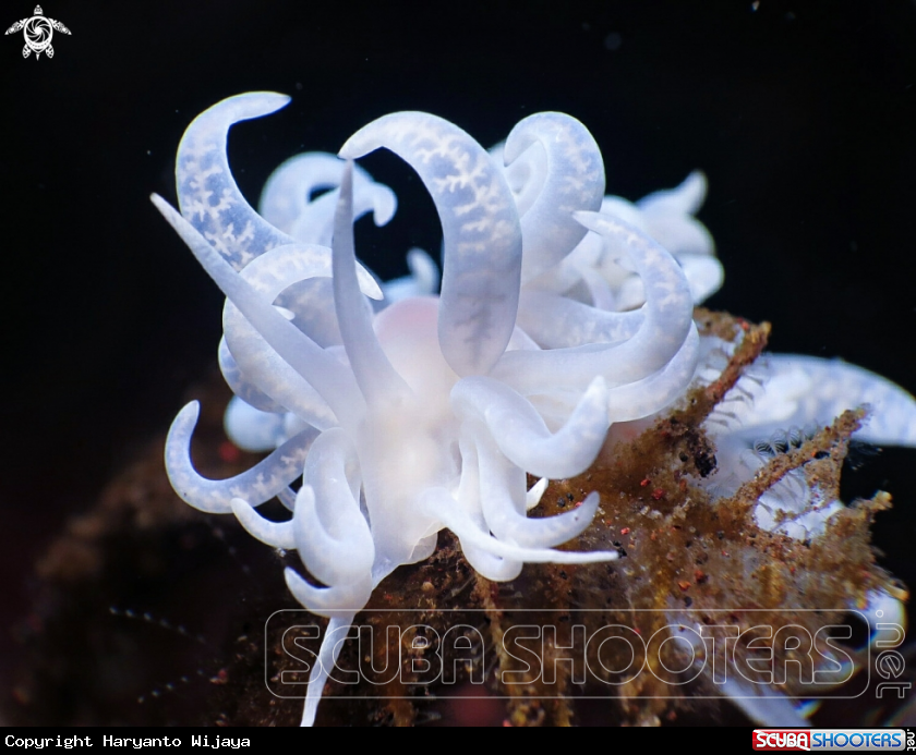 A Nudibranch