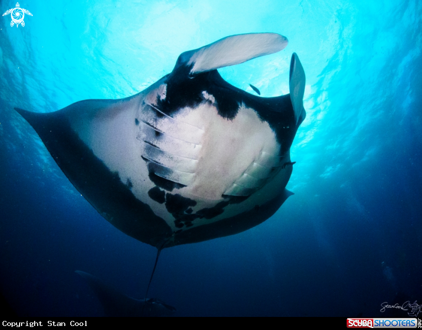A Manta Ray