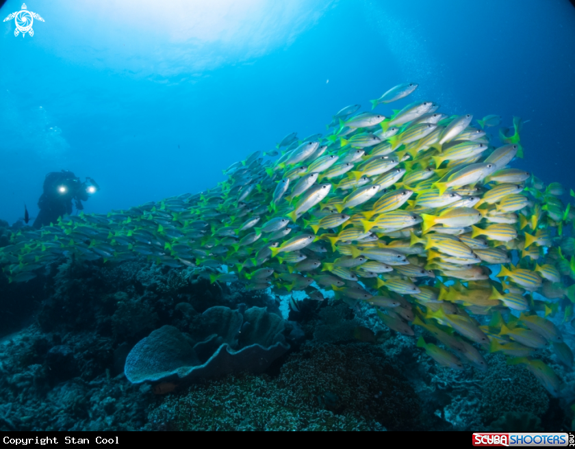 A Snappers