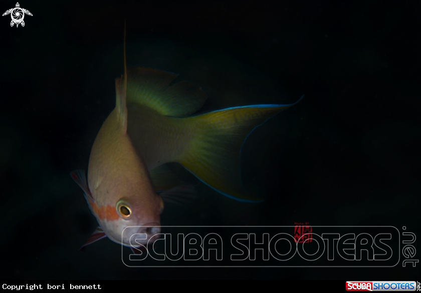 A Anthias