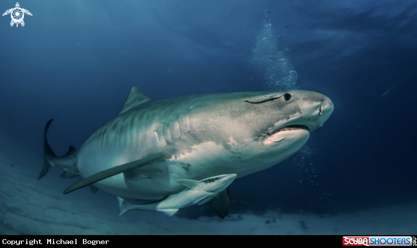 A Tiger shark